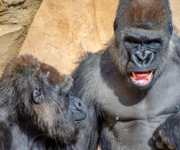 Bioparc Eintrittskarte