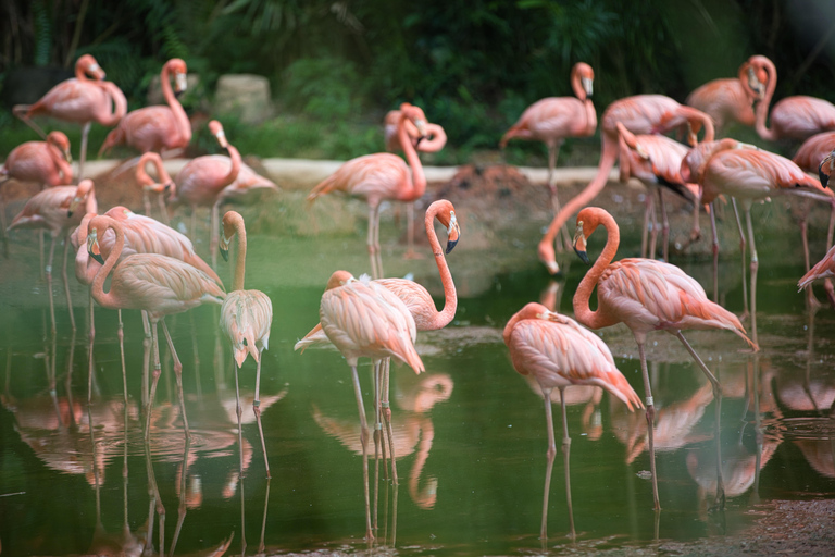 Seattle: Woodland Park Zoo Wildlife Guided Tour