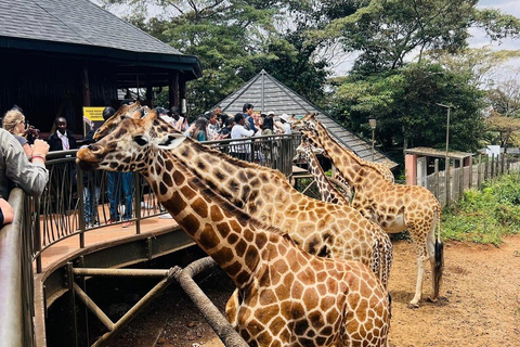 Nairobi:PRIVATE Tour zum Nationalpark, Elefant und Giraffe