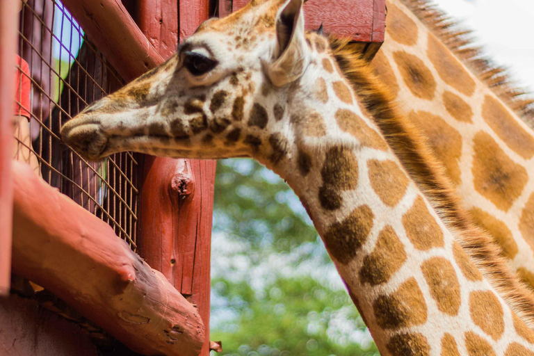 Demi-journée au Sheldrick Wildlife Trust et au Centre des girafes