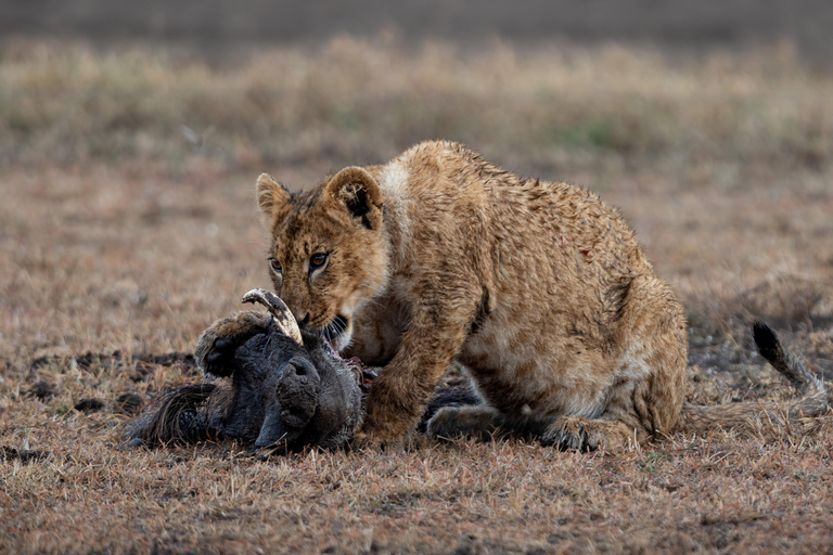 Viaggio di un giorno da Nairobi a Maasai Mara - AWNairobi: Escursione di un giorno nella Riserva Nazionale di Maasai Mara - Privato