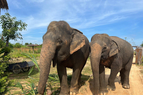 Siem Reap: Elephant Sanctuary Cambodia, Pickup and Drop Off