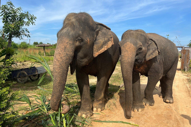 Siem Reap: Elephant Sanctuary Cambodia, Pickup and Drop Off