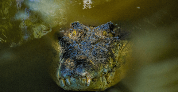 Port Douglas: Wildlife Habitat Croc Feed Experience & Entry