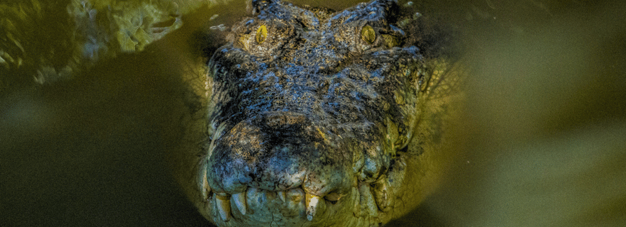 Port Douglas : Wildlife Habitat Croc Feed Experience & Entry