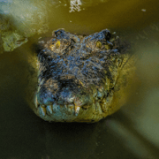 Port Douglas: Wildlife Habitat Croc Feed Experience & Entry
