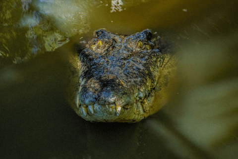 Port Douglas: Wildlife Habitat Croc Feed Upplevelse &amp; inträde