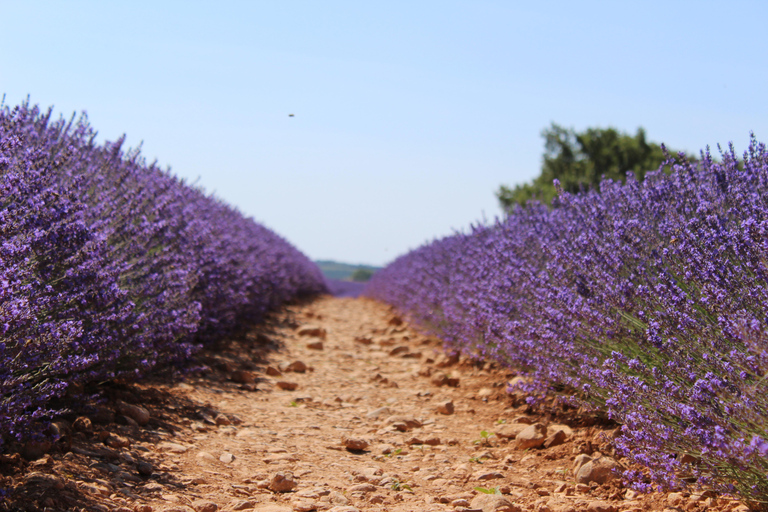 Vanuit Aix-en-Provence: Lavendel Halve Dag Ochtend TourVanuit Aix-en-Provence: lavendelochtendtour van een halve dag