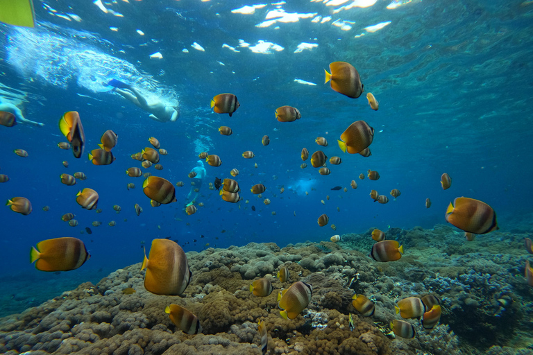 Au départ de Bali : Demi-journée de plongée en apnée sur 3 sites à Lembongan et PenidaLieu de rendez-vous - Port de Sanur