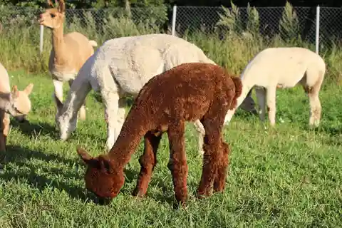 Helsínquia: Visita a uma quinta de alpacas com caminhada guiada (particular)