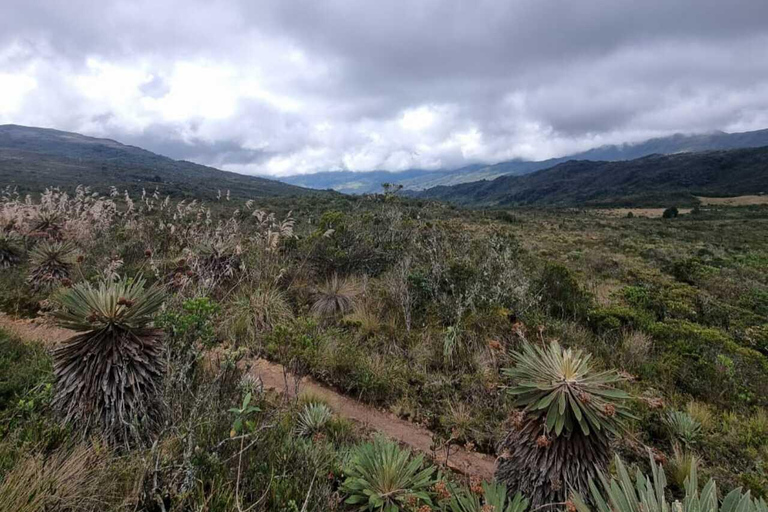 Le páramo, source d&#039;eau et gardien de la vie - RandonnéePáramo, source d&#039;eau et gardien de la vie - Randonnée