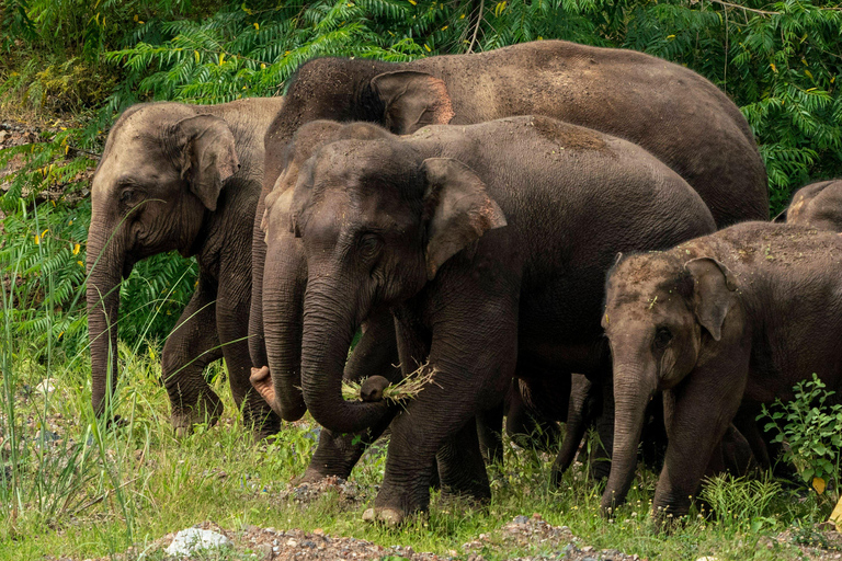 Option : excursion d'une journée aux chutes d'eau pour les éléphantsexcursion d'une journée au gardien d'éléphants et à la chute d'eau de kuangsi