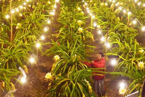 Banyuwangi: Island Hopping, Sunset, & Dragon Fruit Tour