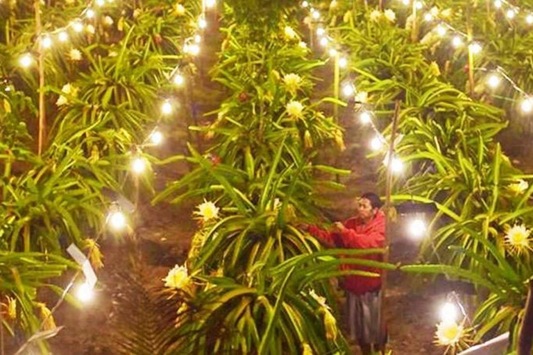 Banyuwangi: Island Hopping, Sunset, & Dragon Fruit Tour