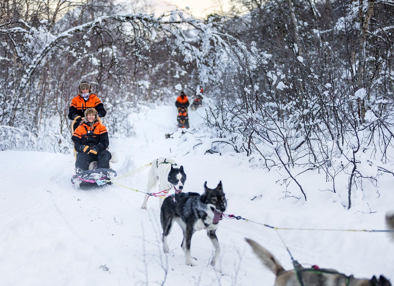 Fra Tromsø: Hundeslædeeventyr i Tamokdalen
