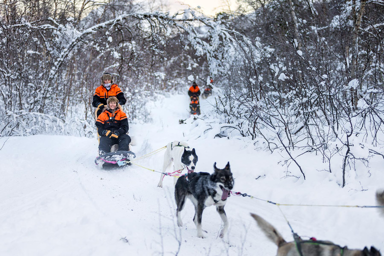 From Tromsø: Dog Sledding Adventure in Tamokdalen Dog Sledding Adventure in Tamokdalen: Midday Departure