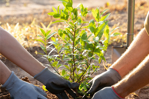 Yerevan: Private Tree Planting Experience with Tea