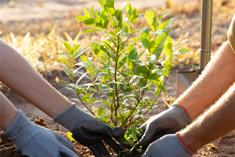 Yerevan: Private Tree Planting Experience with Tea