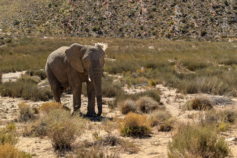Cape Town Big 5 afternoon safari with lunch and transport