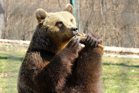 Brasov: Libearty Bear Sanctuary Guided Tour with Transfers