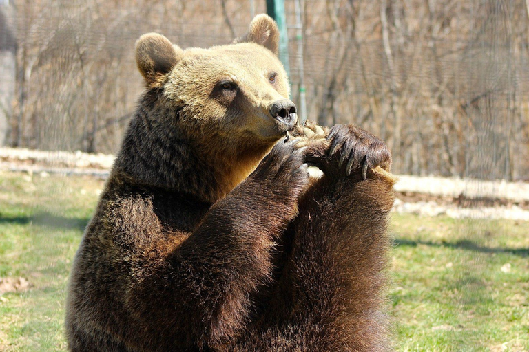 Brasov: Libearty BerenreservaatBrasov: Libearty berenopvang rondleiding met transfers