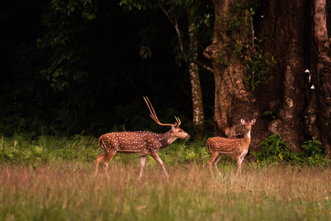 Séjour d&#039;une nuit à la tour et excursion dans le parc national de Chitwan