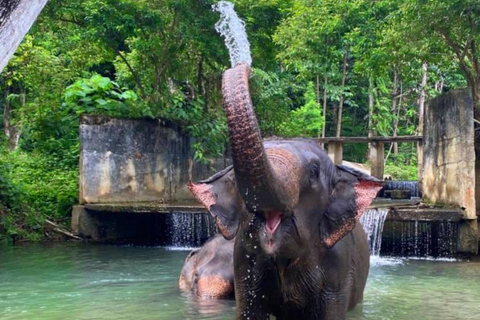 Krabi: Experiencia ética de cuidado de elefantes con traslado al hotelKrabi: Experiencia ética de cuidado de elefantes con servicio de recogida del hotel