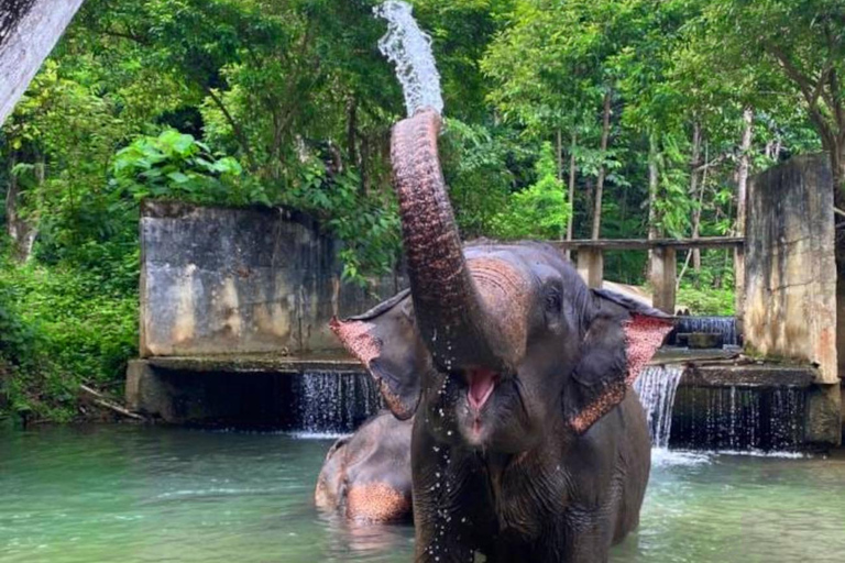 Krabi: Experiencia ética de cuidado de elefantes con traslado al hotelKrabi: Experiencia ética de cuidado de elefantes con servicio de recogida del hotel