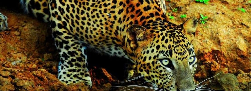 Wilpattu National Park: Private day Trip/All Inclusive+Lunch