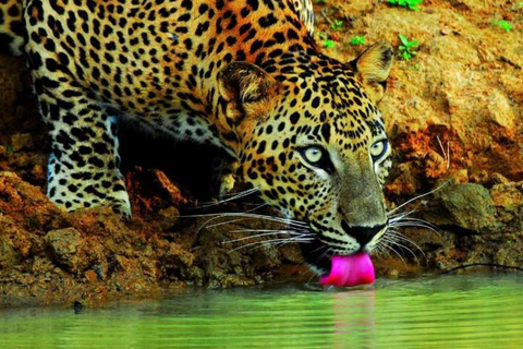 Negombo: Wilpattu National Park Safari Tour All Inclusive Pick up from Bentota/Waskaduwa Hotels