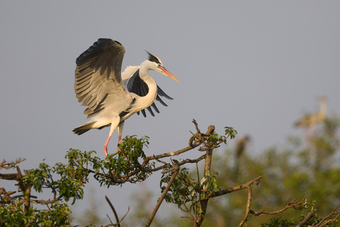 Från Hikkaduwa/ Galle/ Mirissa - Safari i Yala nationalpark