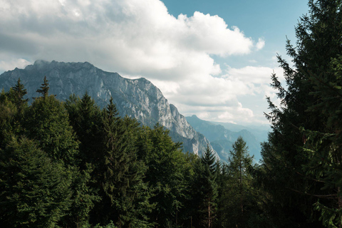 From Vienna: Hallstatt and Treetop Path Private Day Trip