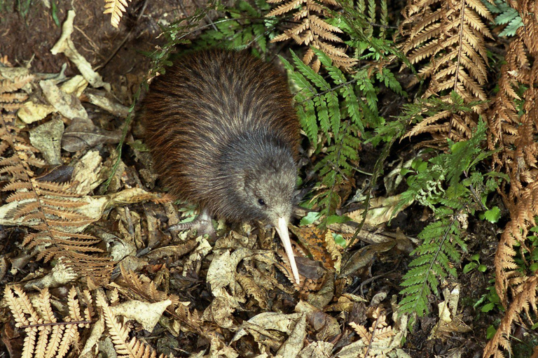 Kāpiti: Kiwi Night Encounter at Ngā Manu Nature Reserve