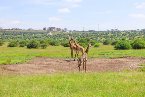 Tur i Nairobis nationalpark i en 4X4 Landcruiser