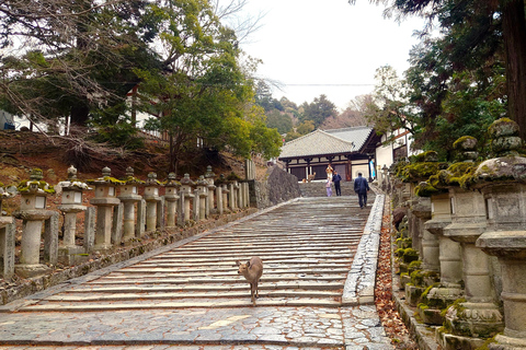 Nara UNESCO-listat världsarv Långsam cykeltur