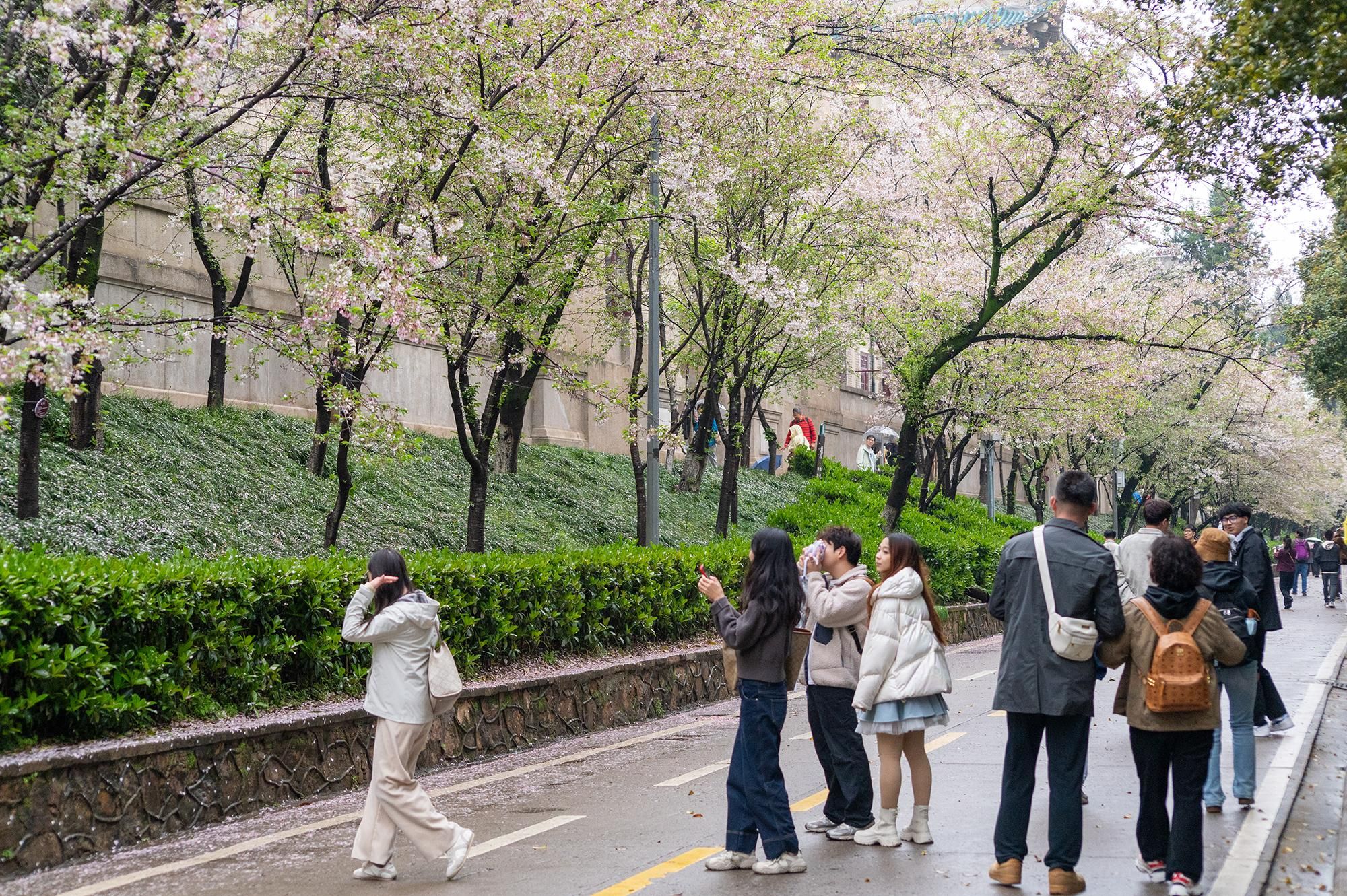 Luojia-Momente: ein klassischer Rundgang durch die Universität Wuhan