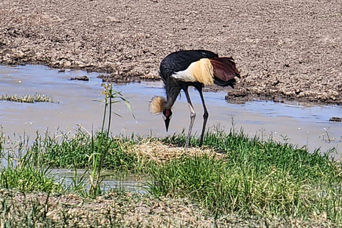 TAGESTOUR AMBOSELI-NATIONALPARK AB NAIROBI BUDGET-SAFARI.