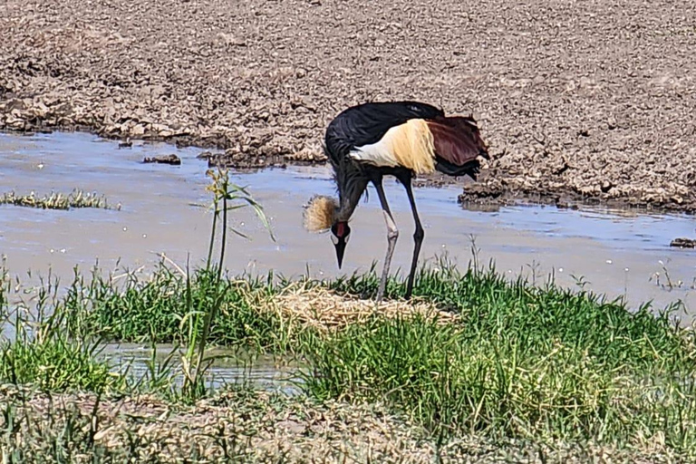 BUDGETRUNDTUR I NAIROBIS NATIONALPARK KL. 06.00