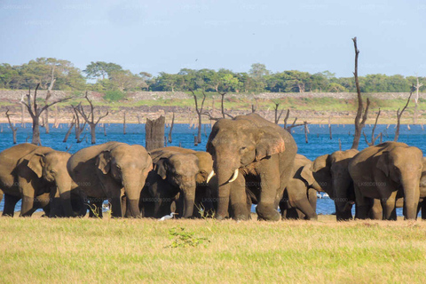 From Colombo: Dambulla, Sigiriya, and Jeep Safari Day Trip