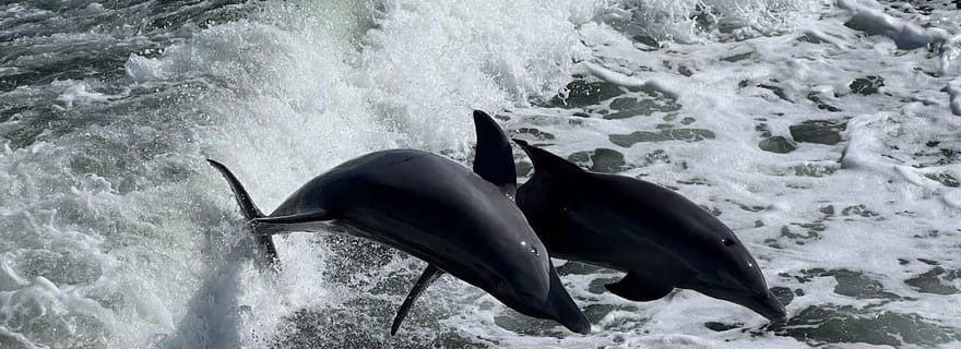 Charlotte Harbor : croisière découverte des dauphins