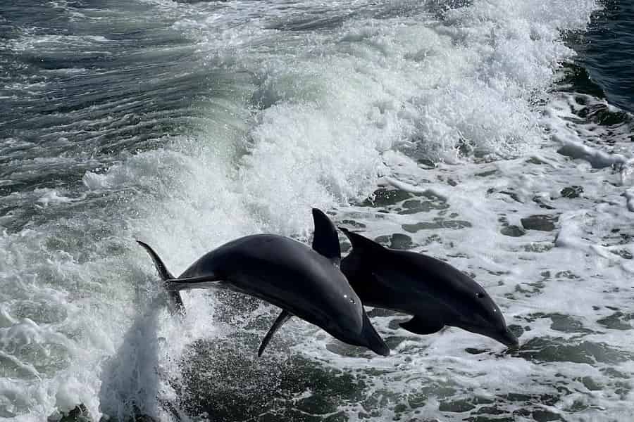 Charlotte Harbor: Delfin-Entdeckungskreuzfahrt. Foto: GetYourGuide