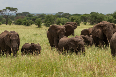 Zanzibar: 3-Day Safari to Lake Manyara & Ngorongoro Crater