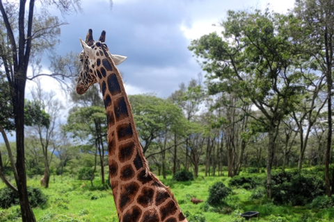 Parque Nacional de Nairóbi Orfanato de bebês elefantes Centro de girafas