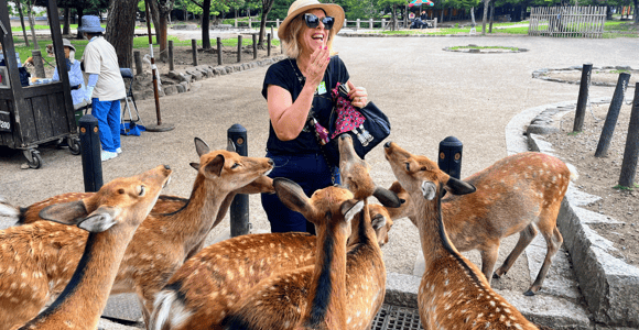 A laughing visitor surrounded by sika deer craning for crackers on a gravel path in a park, a cracker seller's cart behind her
