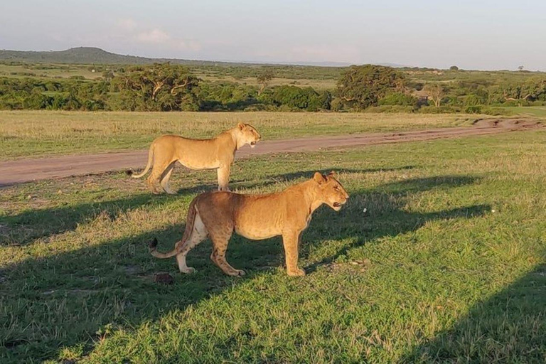 From Nairobi: Overnight Amboseli National Park Safari