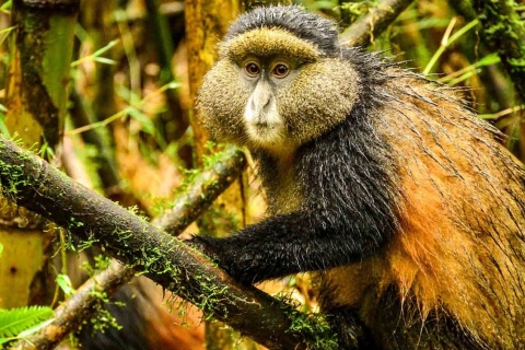 4-dniowe śledzenie szympansów w lesie Kibale