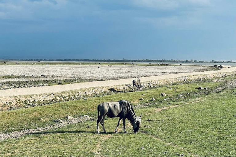 Tour di un giorno del Parco Nazionale di Amboseli e visita al villaggio Maasai