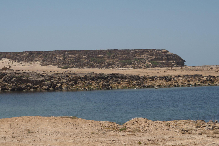 Salalah: Private East Salalah Tour — Half or Full Day Full day 4x4 (4)