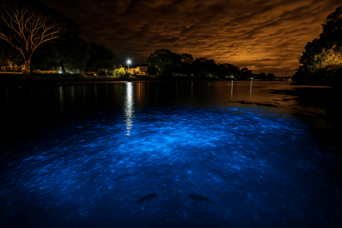 Falmouth Luminous Lagoon Night Tour | Jamaica Glow Falmouth Luminous Lagoon Night Tour - From Montego Bay