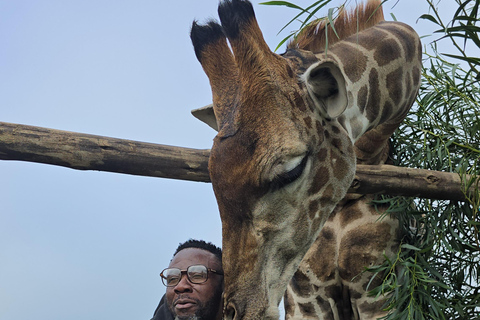 Cheetah, Giraffes Encounter, lion's park, and Wine Tasting